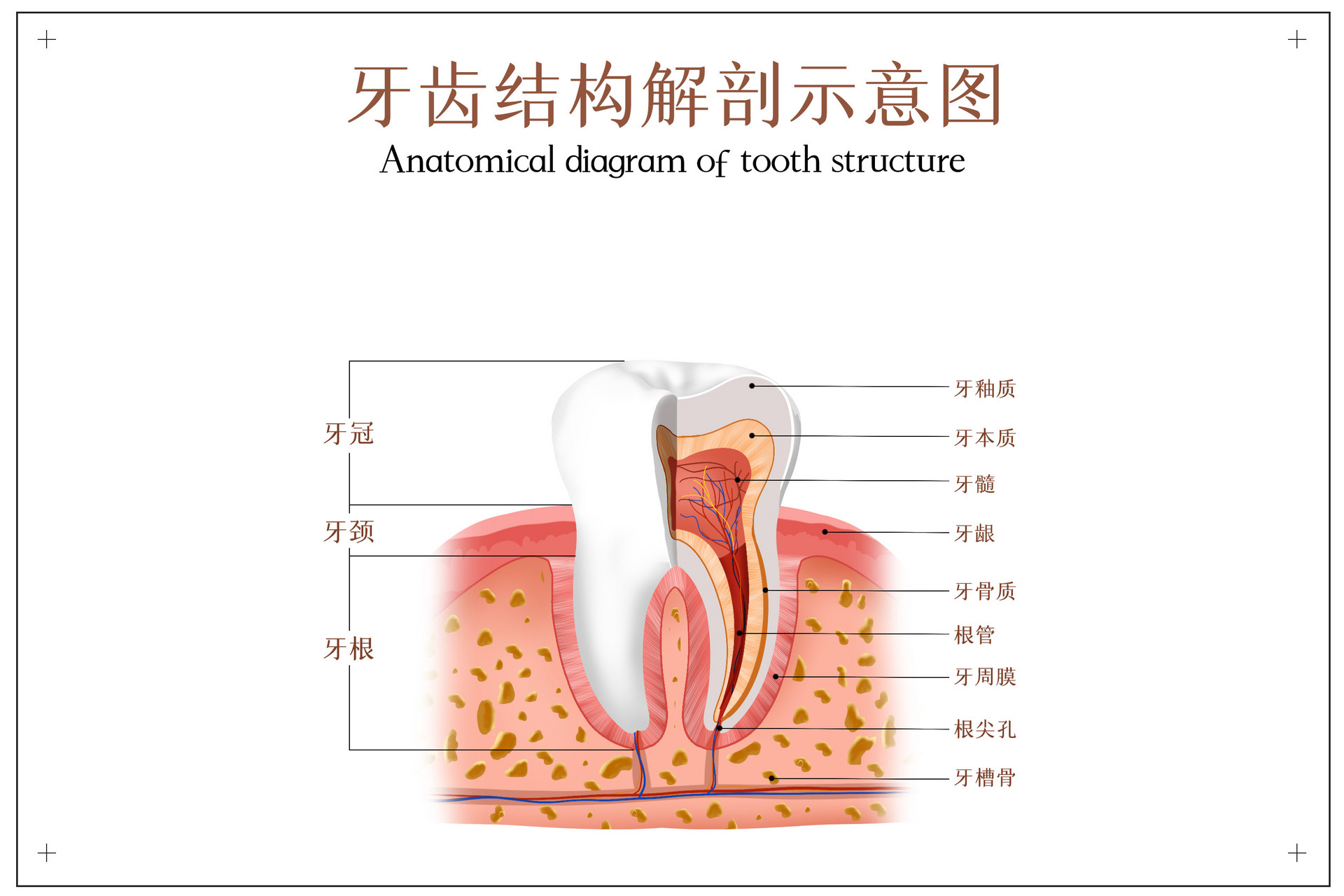 摄图网_401804984_banner_牙齿结构解剖图（非企业商用）