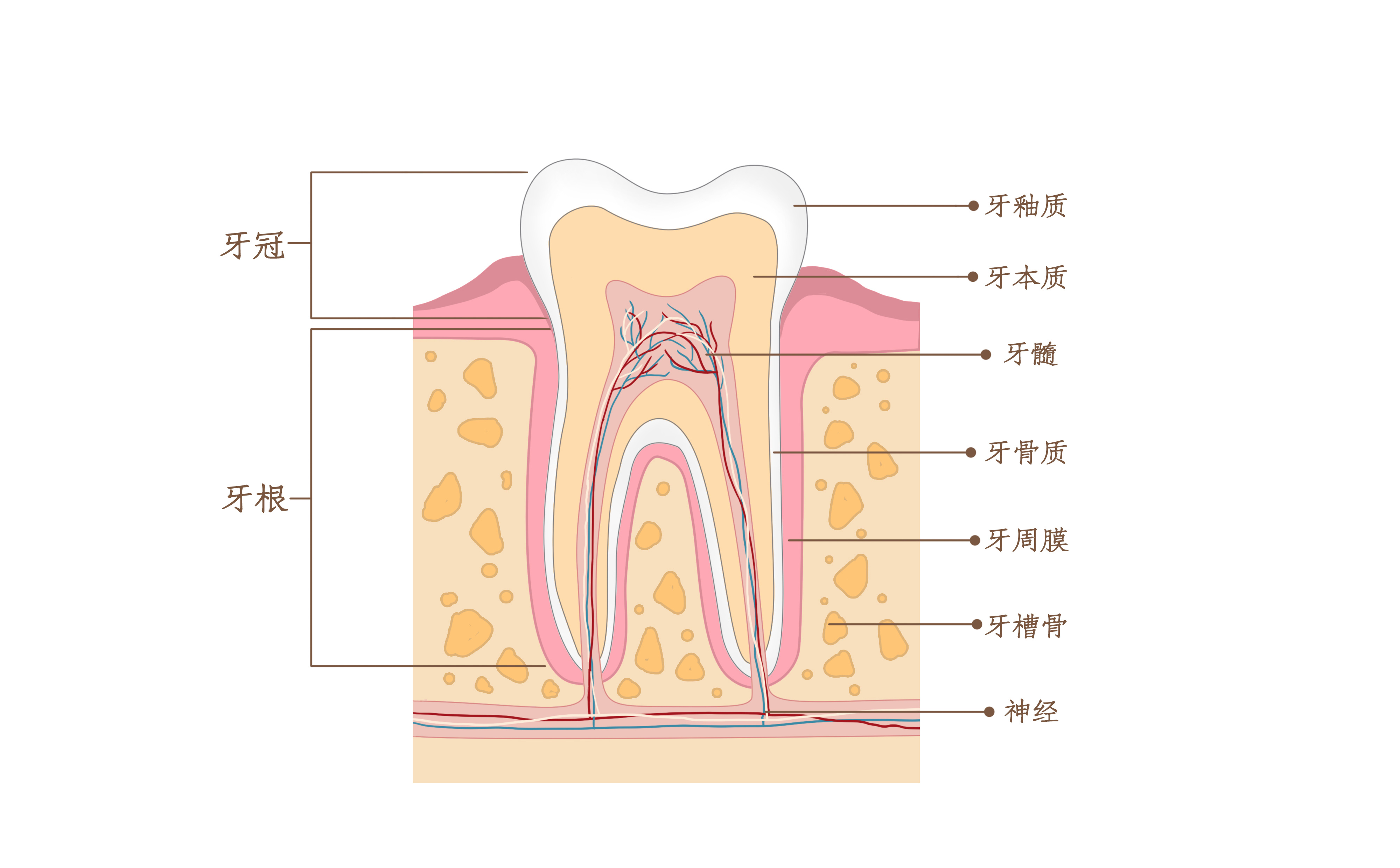 摄图网_401800045_牙齿结构横截面口腔医学配图（非企业商用）